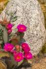 USA, California, Anza Borrego Desert State Park. Beavertail cactus blossom close-up. Art Print